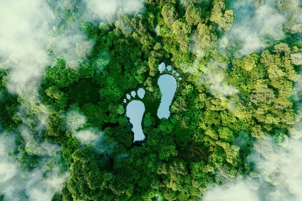 birds eye view of a forest with two lakes that look like large footprints