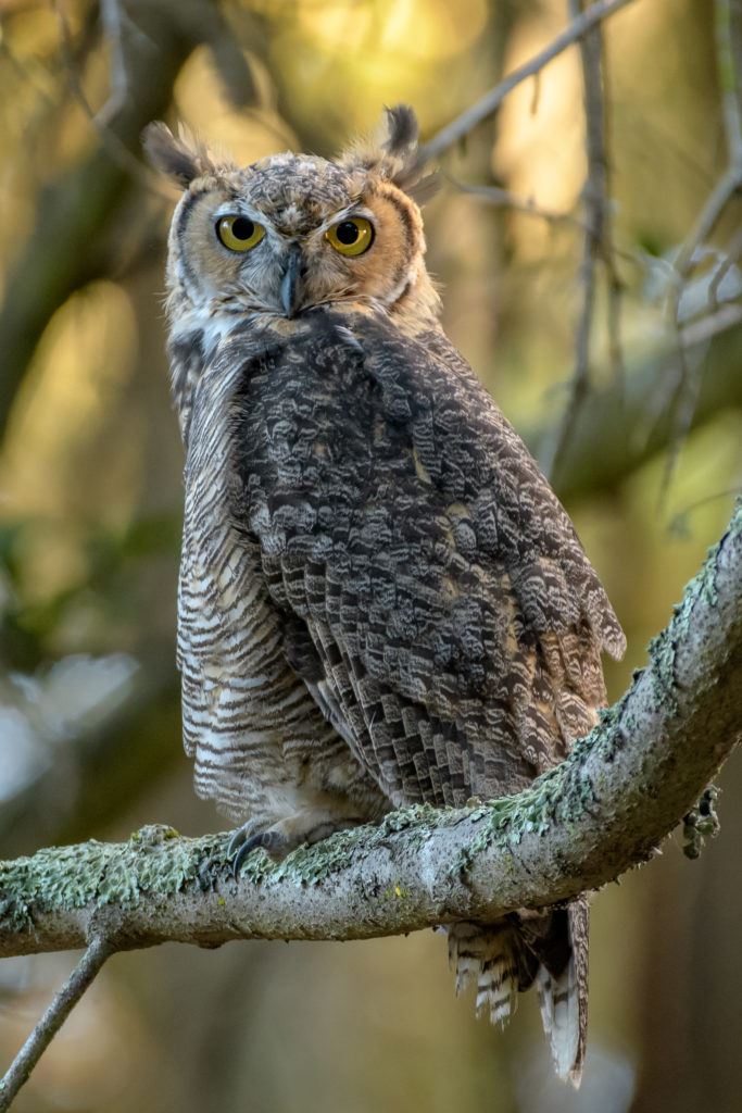 Close up image of a great horned owl sitting on a branch and looking into the distance