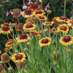 Close up image of a garillardia blanket flower in local yard